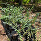 Eucalyptus - Baby Blue Plant - 1/2 gal pot